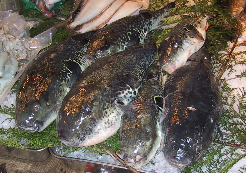 Torafugu en venta (solo para cocineros con licencia) en un mercado de Tokio. Foto: Wikipedia